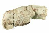 Partial Oreodont (Eporeodon) Upper Skull - South Dakota #270116-1